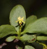 ochmet evropský <i>(Loranthus europaeus)</i> / Květ/Květenství