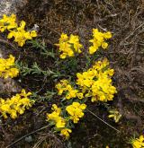 kručinka chlupatá <i>(Genista pilosa)</i>