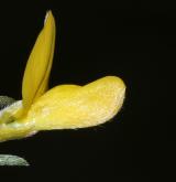 kručinka chlupatá <i>(Genista pilosa)</i> / Květ/Květenství