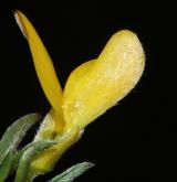 kručinka chlupatá <i>(Genista pilosa)</i>