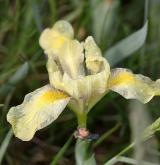 kosatec skalní <i>(Iris humilis)</i> / Květ/Květenství