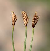 ostřice úzkolistá <i>(Carex stenophylla)</i> / Plod