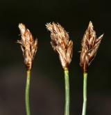 ostřice úzkolistá <i>(Carex stenophylla)</i> / Plod