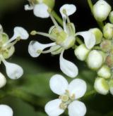 vesnovka obecná <i>(Cardaria draba)</i> / Květ/Květenství