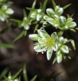 chmerek vytrvalý <i>(Scleranthus perennis)</i>