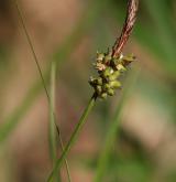 ostřice doubravní <i>(Carex fritschii)</i> / Květ/Květenství