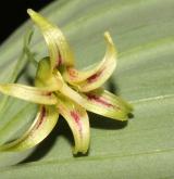 čípek objímavý <i>(Streptopus amplexifolius)</i> / Květ/Květenství