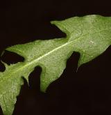 pampeliška hercynská <i>(Taraxacum [T] rhaeticum)</i> / List