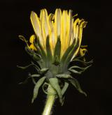 pampeliška hercynská <i>(Taraxacum [T] rhaeticum)</i> / Květ/Květenství