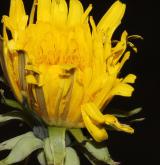 pampeliška hercynská <i>(Taraxacum [T] rhaeticum)</i> / Květ/Květenství