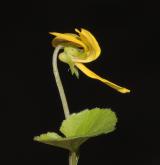 violka dvoukvětá <i>(Viola biflora)</i> / Květ/Květenství