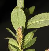 vrba hrotolistá <i>(Salix hastata)</i> / Květ/Květenství