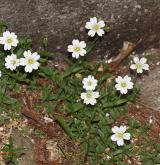 rožec rolní <i>(Cerastium arvense)</i> / Habitus
