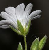rožec rolní <i>(Cerastium arvense)</i> / Květ/Květenství