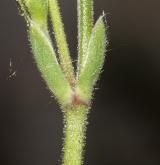 rožec rolní <i>(Cerastium arvense)</i> / Stonek