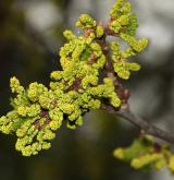 dub letní <i>(Quercus robur)</i>