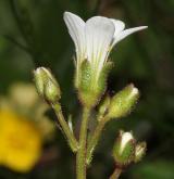 lomikámen zrnatý <i>(Saxifraga granulata)</i> / Květ/Květenství