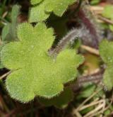 lomikámen zrnatý <i>(Saxifraga granulata)</i> / List