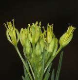 úhorník mnohodílný <i>(Descurainia sophia)</i> / Květ/Květenství