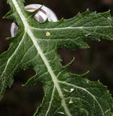 řepovník vytrvalý <i>(Rapistrum perenne)</i>