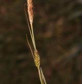 ostřice oddálená <i>(Carex distans)</i> / Květ/Květenství