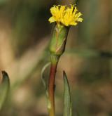 hadí mord maloúborný <i>(Scorzonera parviflora)</i> / Květ/Květenství