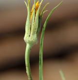 kozí brada východní <i>(Tragopogon orientalis)</i> / Květ/Květenství