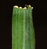 kozí brada východní <i>(Tragopogon orientalis)</i> / List