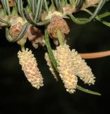 jedle holophylla <i>(Abies holophylla)</i> / Květ/Květenství