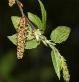 habr východní <i>(Carpinus orientalis)</i> / Květ/Květenství