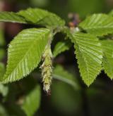 habr východní <i>(Carpinus orientalis)</i> / Květ/Květenství