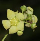 brslen plochý <i>(Euonymus planipes)</i> / Květ/Květenství