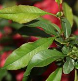 kdoulovec kalifornský <i>(Chaenomeles ×californiaca)</i> / List
