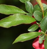 kdoulovec kalifornský <i>(Chaenomeles ×californiaca)</i> / List