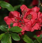 kdoulovec kalifornský <i>(Chaenomeles ×californiaca)</i> / Květ/Květenství
