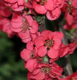 kdoulovec kalifornský <i>(Chaenomeles ×californiaca)</i> / Květ/Květenství