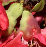 kdoulovec kalifornský <i>(Chaenomeles ×californiaca)</i> / Květ/Květenství