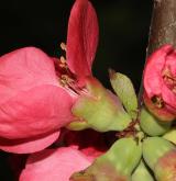 kdoulovec kalifornský <i>(Chaenomeles ×californiaca)</i> / Květ/Květenství