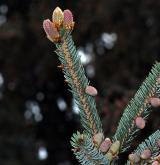 smrk likiangensis <i>(Picea likiangensis)</i> / Květ/Květenství
