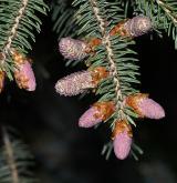 smrk likiangensis <i>(Picea likiangensis)</i> / Květ/Květenství