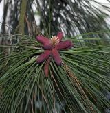 borovice těžká <i>(Pinus ponderosa)</i> / Květ/Květenství