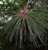borovice těžká <i>(Pinus ponderosa)</i> / List