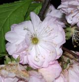 mandloň trojlaločná <i>(Prunus triloba)</i> / Květ/Květenství