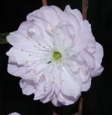 mandloň trojlaločná <i>(Prunus triloba)</i> / Květ/Květenství