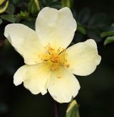 růže Hugova <i>(Rosa hugonis)</i> / Květ/Květenství