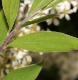 tavolník popelavý <i>(Spiraea ×cinerea)</i> / Květ/Květenství