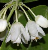 klokoč kolchický <i>(Staphylea colchica)</i> / Květ/Květenství