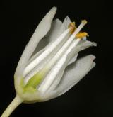 klokoč kolchický <i>(Staphylea colchica)</i> / Květ/Květenství