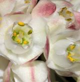 klokoč zpeřený <i>(Staphylea pinnata)</i> / Květ/Květenství