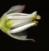 klokoč zpeřený <i>(Staphylea pinnata)</i> / Květ/Květenství